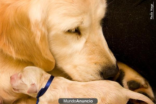 Cachorro Golden Retriever Disponible