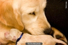 Cachorro Golden Retriever Disponible - mejor precio | unprecio.es