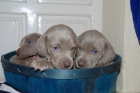 Cachorros braco de weimar D'Rinalba. - mejor precio | unprecio.es