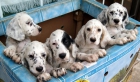 Cachorros de setter de cazador a cazador - mejor precio | unprecio.es