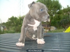 cachorros pitbull blue - mejor precio | unprecio.es