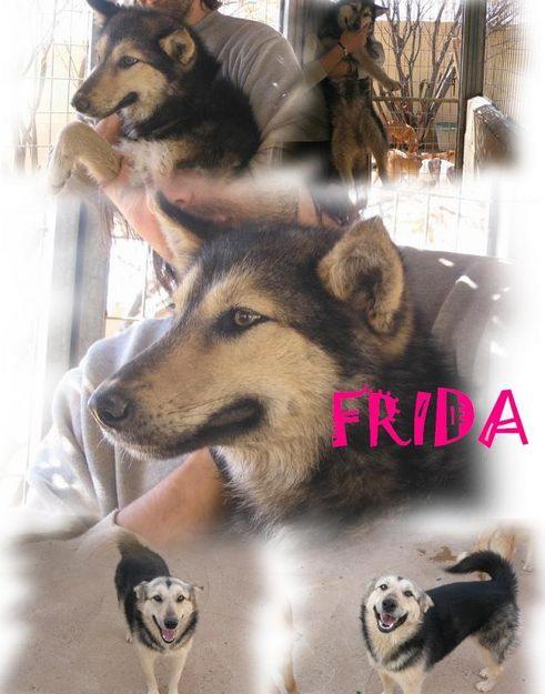 en adopcion:perra pastor aleman