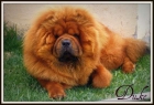 EXCELENTE CHOW CHOW PARA MONTAS - mejor precio | unprecio.es