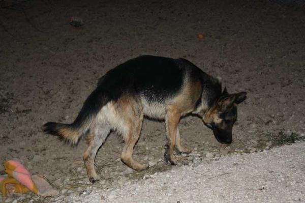 PASTOR ALEMAN PURO, MACHO, 1 AÑO.