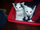 regalo gatitos - mejor precio | unprecio.es