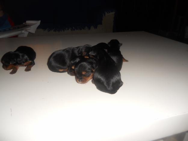 se vende yorkshire mini