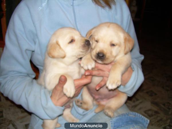 Ultima cachorra de Labrador Retriever