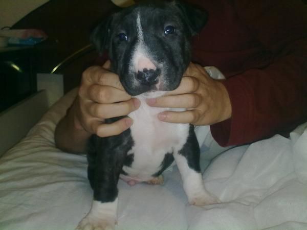 Vendo bull terrier mini