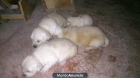 vendo golden retriever - mejor precio | unprecio.es