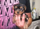 yorkshire terrier preciosas - mejor precio | unprecio.es