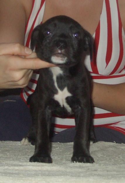 Cachorritos de staffordshire bull terrier