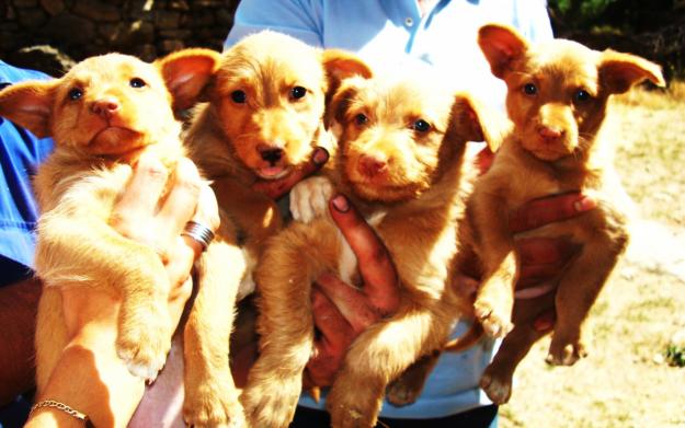 CACHORRO PODENCO PORTUGUES