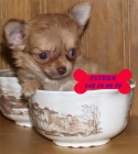 Camada de Chihuahua ¡control veterinario! - mejor precio | unprecio.es