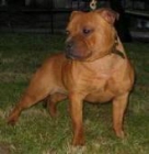 camada staffordshire bull terrier - mejor precio | unprecio.es