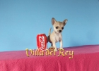 Chihuahua Enana de 2 meses y medio - mejor precio | unprecio.es