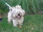 peludin en adopcion, cruce de shit-zu y caniche - mejor precio | unprecio.es