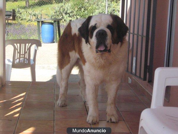 san bernardo macho,para montas