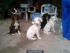 SE REGALAN 3 PERRITOS - mejor precio | unprecio.es