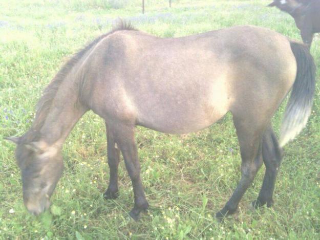 Se vende potra ¡¡