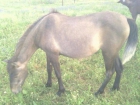 Se vende potra ¡¡ - mejor precio | unprecio.es