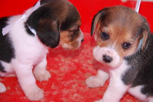 BEAGLE CON TODO INCLUIDO 450 euros.