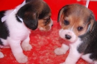 BEAGLE CON TODO INCLUIDO 450 euros. - mejor precio | unprecio.es