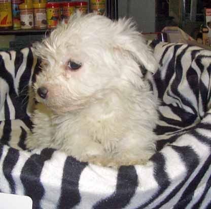 Bichón Maltés