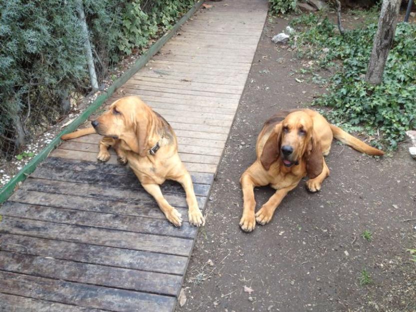 Bloodhound Camada en Madrid