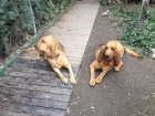 Bloodhound Camada en Madrid - mejor precio | unprecio.es