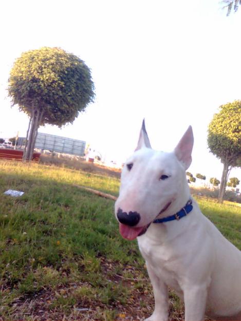 BULL TERRIER MINIATURA SE OFRECE PARA MONTAS