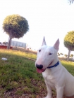 BULL TERRIER MINIATURA SE OFRECE PARA MONTAS - mejor precio | unprecio.es