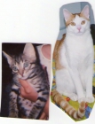 BUSCO A MIS DOS GATOS ADULTOS QUE MI PADRE REGALO A MIS ESPALDAS A SRA. DE RUBI - mejor precio | unprecio.es