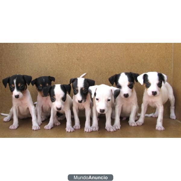 Cachorros Bodegueros Ratoneros, 120e