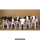 Cachorros Bodegueros Ratoneros, 120e - mejor precio | unprecio.es