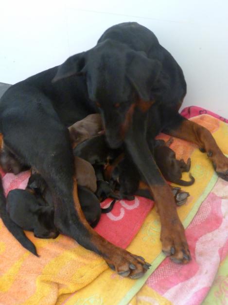 Cachorros doberman