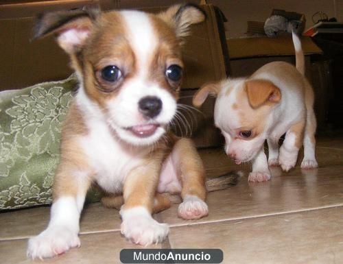 Chihuahua super miniatura