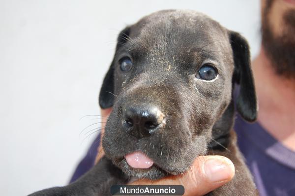 DOGO ALEMAN