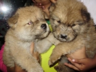 Preciosos cachorros chow chow - mejor precio | unprecio.es