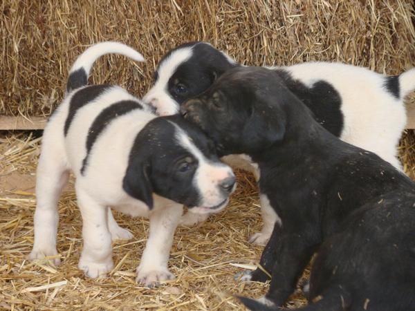 REGALO CACHORROS PERRO MASTIN