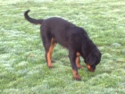 rottweiler macho 8.5 meses LOE - mejor precio | unprecio.es