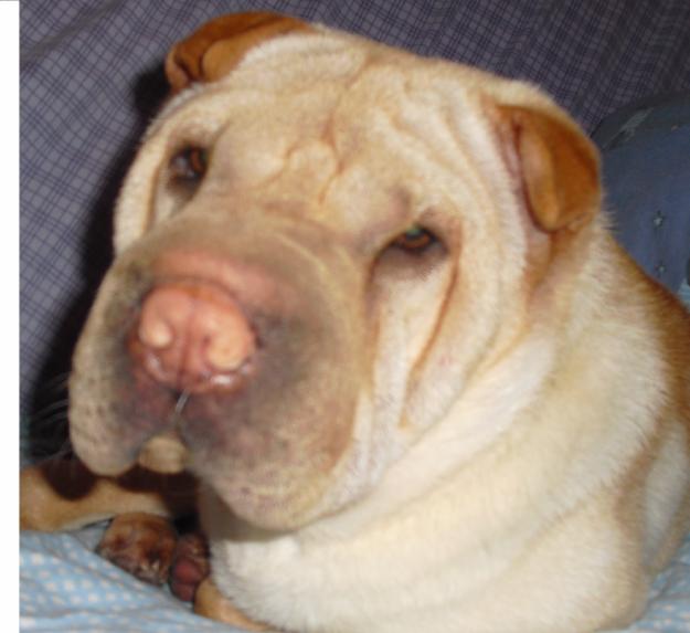 Se busca shar pei macho para monta