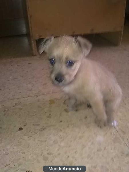 se regala cachorrito