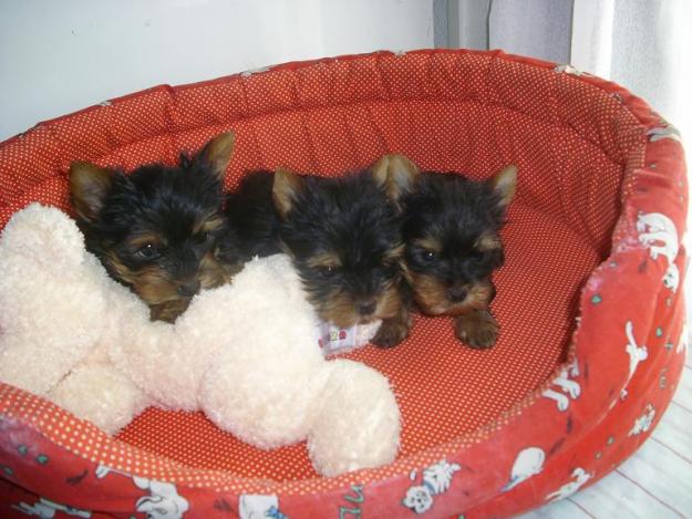 yorkshire terrier toys.