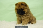 Chow Chow rojos y blancos - mejor precio | unprecio.es