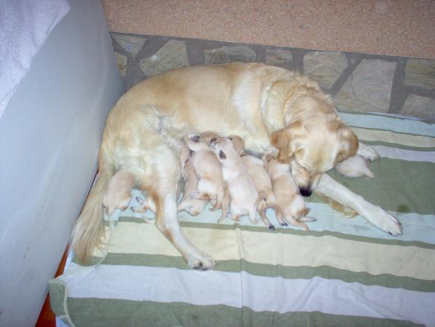 GOLDEN RETRIEVER CACHORROS NACIDOS 8 DE OCT PEDIGREE