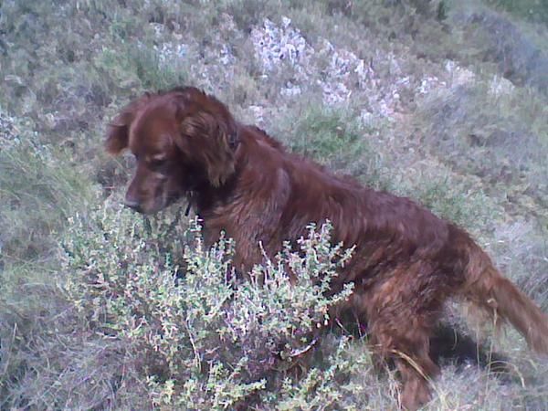 REGALO SETTER IRLANDES GRANDE