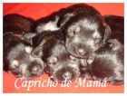 Schnauzer Miniatura Negro y Plata - mejor precio | unprecio.es