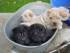 Shar-pei cachorros a la Venta - mejor precio | unprecio.es