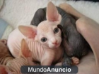 · ESPECTACULAR GATO SPHYNX PARA MONTA Precioso gato sphynx, esfinge, egipcio, macho de 2 años se ofrece para monta con m - mejor precio | unprecio.es