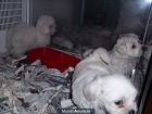 Bichon maltes machos y hembras 287 euros - mejor precio | unprecio.es